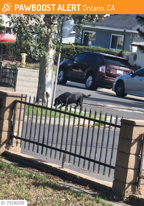 Found/Stray Unknown Dog last seen W Granada Ct, Ontario, CA 91762