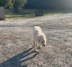 Found/Stray Male Dog last seen SC Hwy 11 and N Hwy 14, Greenville County, SC 29356