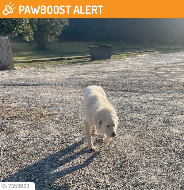 Found/Stray Male Dog last seen SC Hwy 11 and N Hwy 14, Greenville County, SC 29356