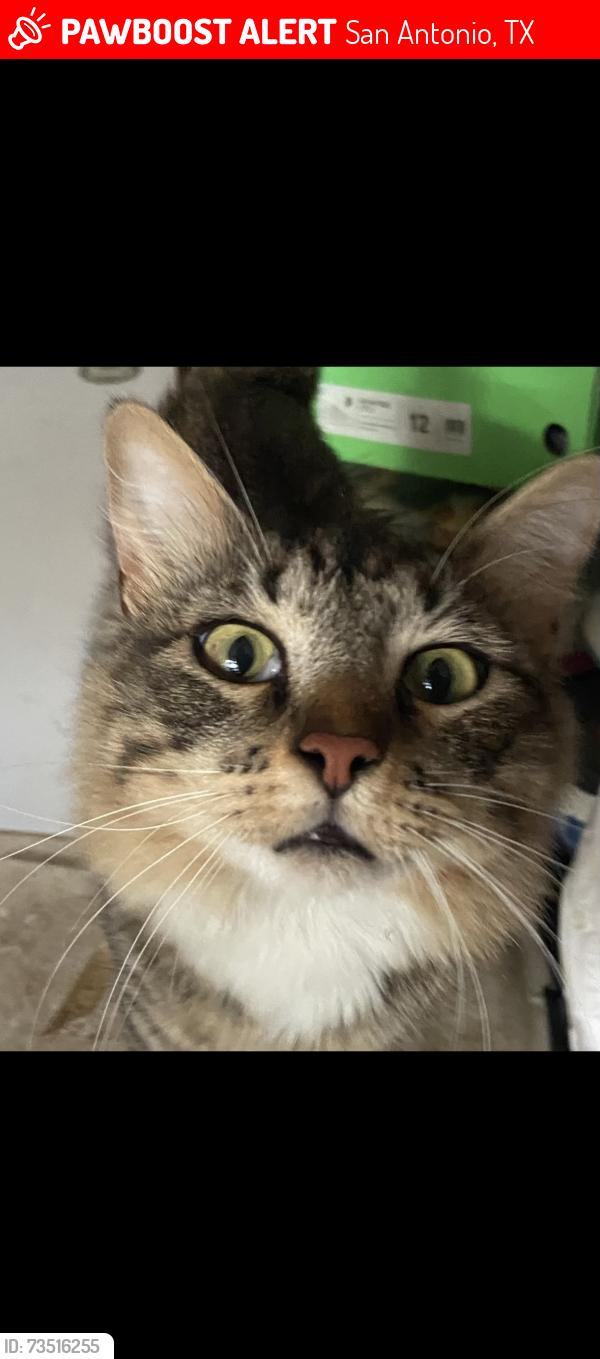 Lost Male Cat last seen Blanco and Bitters Rd, San Antonio, TX 78248