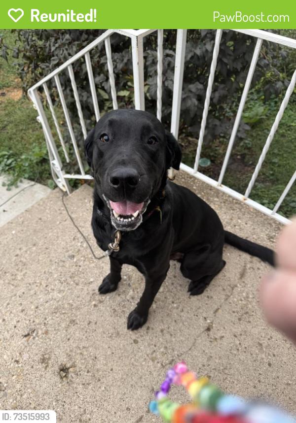 Reunited Male Dog last seen W liberty and manss, Cincinnati, OH 45205