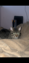 Lost Male Cat last seen Wellesley street east, Toronto, ON M4X 1G9