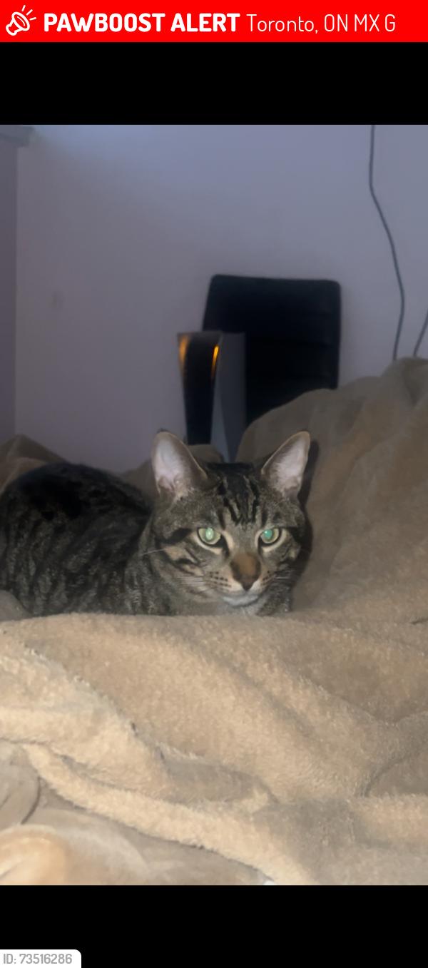 Lost Male Cat last seen Wellesley street east, Toronto, ON M4X 1G9