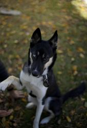 Reunited Female Dog last seen Yukon Ave, Tulsa, OK 74127