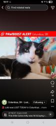 Lost Male Cat last seen Walmart, Columbus, OH 43228