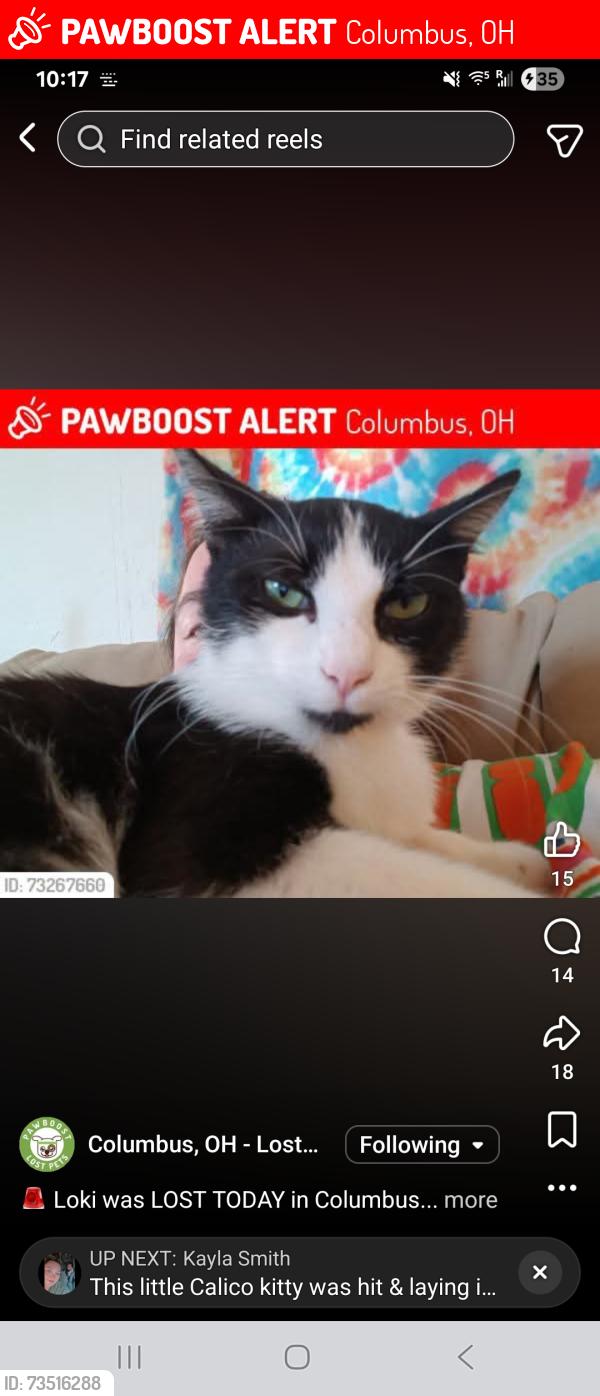 Lost Male Cat last seen Walmart, Columbus, OH 43228