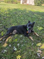 Lost Female Dog last seen Compton Bridge road, Campobello, SC 29322