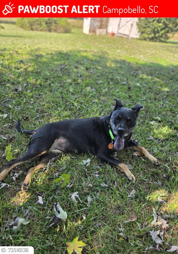 Lost Female Dog last seen Compton Bridge road, Campobello, SC 29322