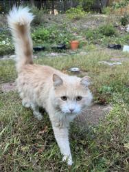 Found/Stray Unknown Cat last seen McElhaney & Midwood road, Travelers Rest, SC 29690