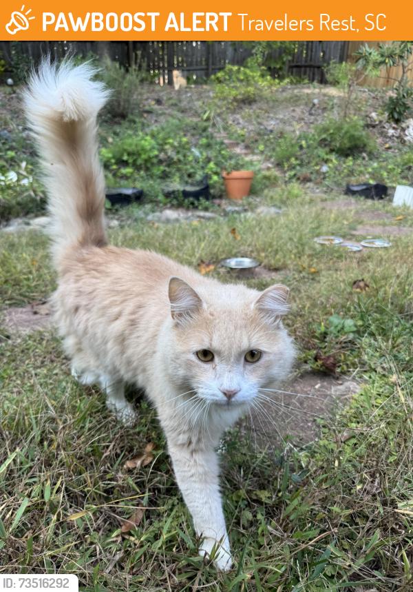 Found/Stray Unknown Cat last seen McElhaney & Midwood road, Travelers Rest, SC 29690