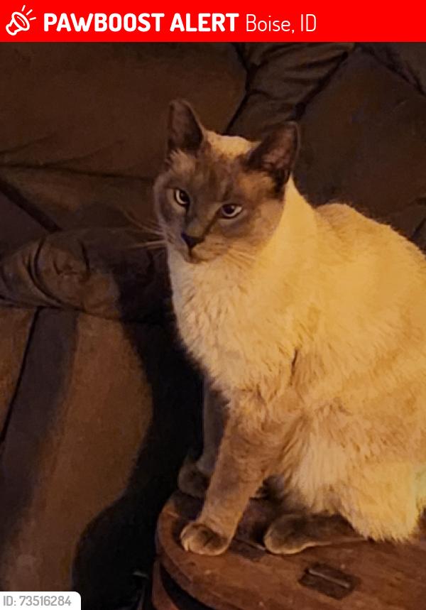 Lost Male Cat last seen Cloverdale and Lake Hazel, Boise, ID 83709