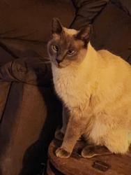 Lost Male Cat last seen Cloverdale and Lake Hazel, Boise, ID 83709