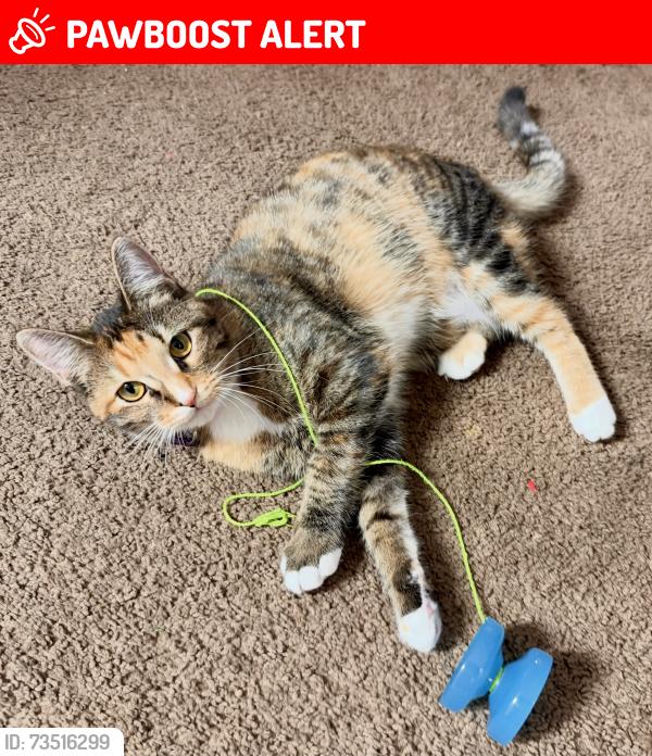 Lost Female Cat last seen By Stone Soup, Fort Walton Beach, FL 32547