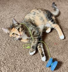 Lost Female Cat last seen By Stone Soup, Fort Walton Beach, FL 32547