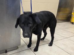 Shelter Stray Male Dog last seen Near Block Tower dr, City of Georgetown, TX, 1855 SE Inner Loop, Georgetown, TX 78626, USA