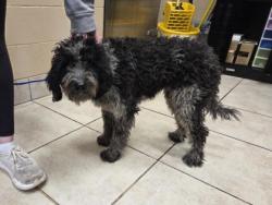 Shelter Stray Female Dog last seen Near Block Tower dr, City of Georgetown, TX, 1855 SE Inner Loop, Georgetown, TX 78626, USA