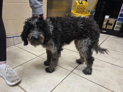 Shelter Stray Female Dog last seen Near Block Tower dr, City of Georgetown, TX, 1855 SE Inner Loop, Georgetown, TX 78626, USA