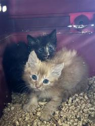 Shelter Stray Unknown Cat last seen Near BLK MCSHEPHERD RD, Williamson County, TX, 1855 SE Inner Loop, Georgetown, TX 78626, USA