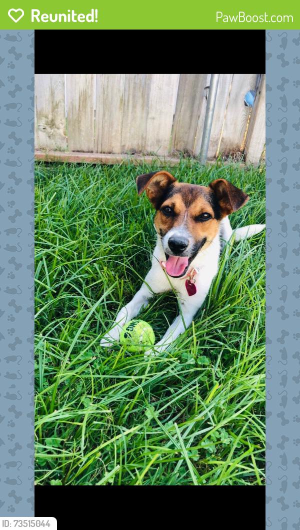 Reunited Female Dog last seen Jane and Lincoln, Riverside, CA 92506
