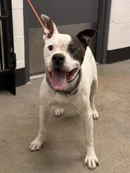 Shelter Stray Male Dog last seen Near E 130, 5th District, OH, 9203 Detroit Ave, Cleveland, OH 44102, USA