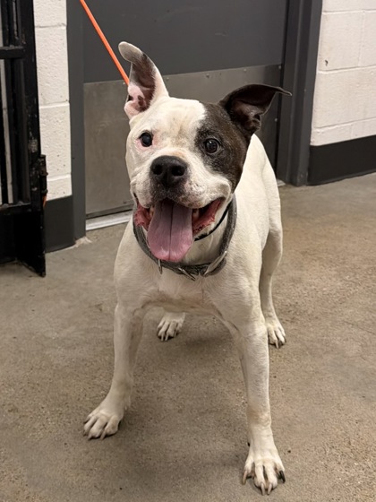 Shelter Stray Male Dog last seen Near E 130, 5th District, OH, 9203 Detroit Ave, Cleveland, OH 44102, USA