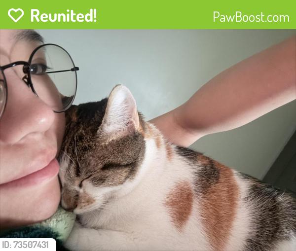 Reunited Female Cat last seen Thompson Lane, Murfreesboro, TN 37129