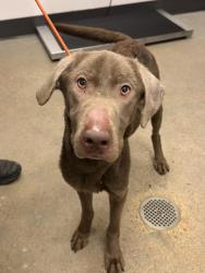 Shelter Stray Male Dog last seen E 72 & St Clair, 5th District, OH, 9203 Detroit Ave, Cleveland, OH 44102, USA