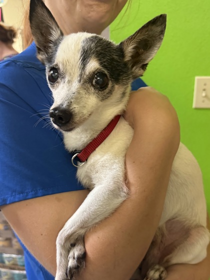 Shelter Stray Male Dog last seen S Apopka Ave, Inverness,, 4030 S Airport Rd, Inverness, FL 34450, USA