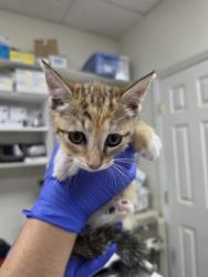 Shelter Stray Female Cat last seen Swan Ter, Homosassa, FL, 4030 S Airport Rd, Inverness, FL 34450, USA