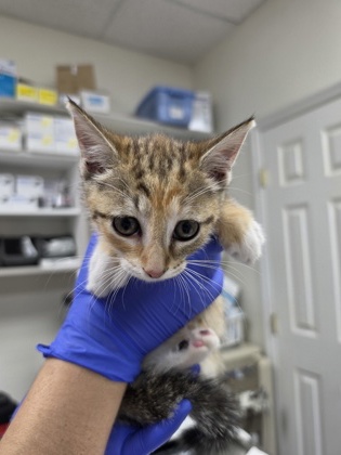 Shelter Stray Female Cat last seen Swan Ter, Homosassa, FL, 4030 S Airport Rd, Inverness, FL 34450, USA