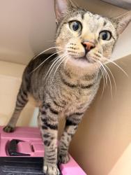 Shelter Stray Male Cat last seen Near foxing bluff, Zone 1, TX, 8755 Farm to Market 1516, Converse, TX 78109, USA