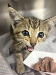 Shelter Stray Male Cat last seen Near Woodstream Pl, 75149, TX, 1650 Gross Rd, Mesquite, TX 75149, USA