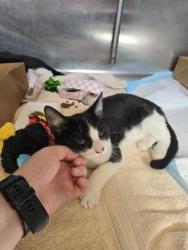 Shelter Stray Female Cat last seen H. C. Elliott Park Cushendall Dr and Atwell St, Roseville City, CA, 200 Tahoe Ave, Roseville, CA 95678, USA