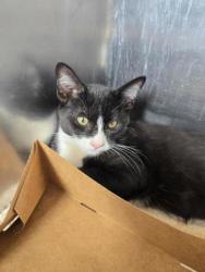 Shelter Stray Male Cat last seen H. C. Elliott Park Cushendall Dr and Atwell St, Roseville City, CA, 200 Tahoe Ave, Roseville, CA 95678, USA