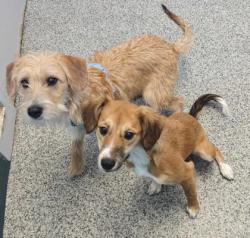Shelter Stray Male Dog last seen Antioch Road, Bridgeton, NC, 1639 Old Airport Rd, New Bern, NC 28562, USA