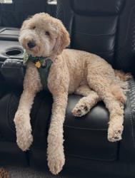 Shelter Stray Male Dog last seen , , TX, 355 Hillshire Dr, Haslet, TX 76052, USA