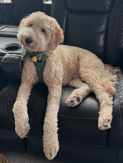 Shelter Stray Male Dog last seen , , TX, 355 Hillshire Dr, Haslet, TX 76052, USA