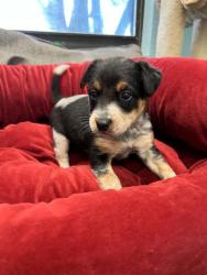 Shelter Stray Female Dog last seen Near Kilpatrick, District 1 - North Cleburne, TX, 2375 Service Dr, Cleburne, TX 76033, USA