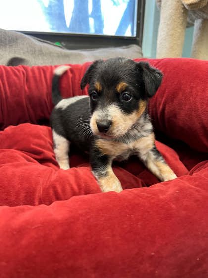 Shelter Stray Female Dog last seen Near Kilpatrick, District 1 - North Cleburne, TX, 2375 Service Dr, Cleburne, TX 76033, USA