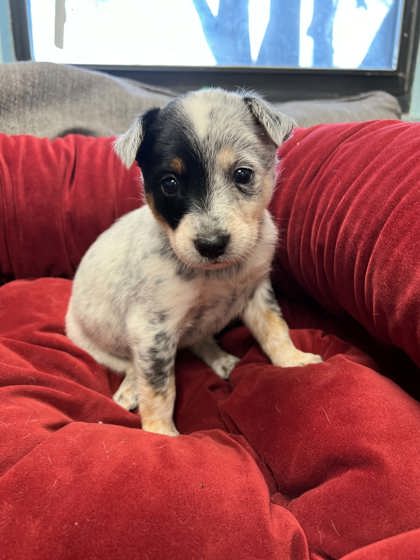 Shelter Stray Female Dog last seen Near Kilpatrick, District 1 - North Cleburne, TX, 2375 Service Dr, Cleburne, TX 76033, USA