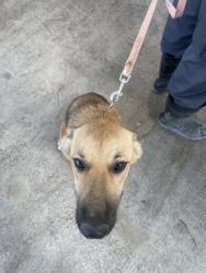 Shelter Stray Female Dog last seen , , TX, 355 Hillshire Dr, Haslet, TX 76052, USA
