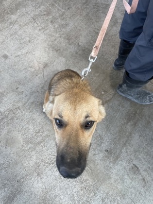 Shelter Stray Female Dog last seen , , TX, 355 Hillshire Dr, Haslet, TX 76052, USA