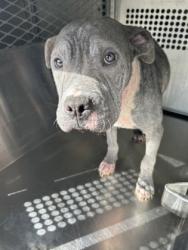 Shelter Stray Male Dog last seen Near COBHAM WAY 705, West District, TX, 355 Hillshire Dr, Haslet, TX 76052, USA