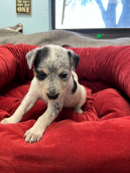 Shelter Stray Female Dog last seen Near Kilpatrick, District 1 - North Cleburne, TX, 2375 Service Dr, Cleburne, TX 76033, USA