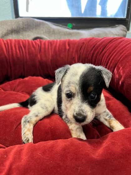 Shelter Stray Female Dog last seen Near Kilpatrick, District 1 - North Cleburne, TX, 2375 Service Dr, Cleburne, TX 76033, USA