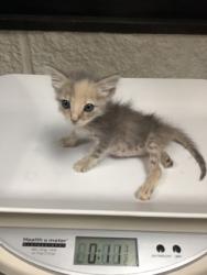 Shelter Stray Female Cat last seen Near Jennings Avenue, Central District, TX, 355 Hillshire Dr, Haslet, TX 76052, USA