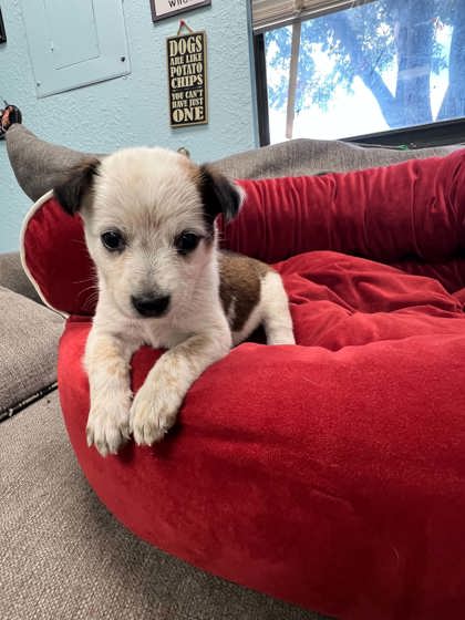 Shelter Stray Male Dog last seen Near Kilpatrick, District 1 - North Cleburne, TX, 2375 Service Dr, Cleburne, TX 76033, USA