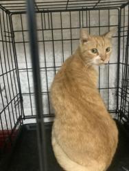 Shelter Stray Male Cat last seen , , TX, 355 Hillshire Dr, Haslet, TX 76052, USA