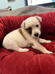 Shelter Stray Male Dog last seen Near Kilpatrick, District 1 - North Cleburne, TX, 2375 Service Dr, Cleburne, TX 76033, USA