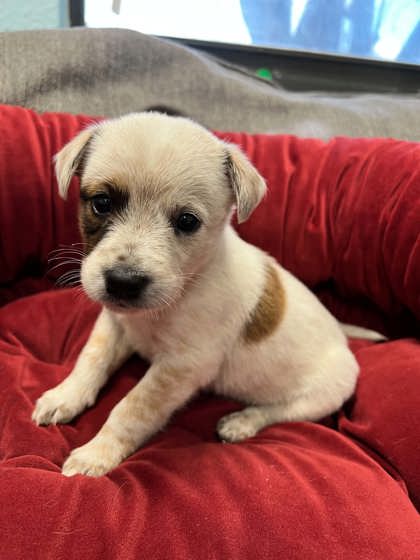 Shelter Stray Male Dog last seen Near Kilpatrick, District 1 - North Cleburne, TX, 2375 Service Dr, Cleburne, TX 76033, USA